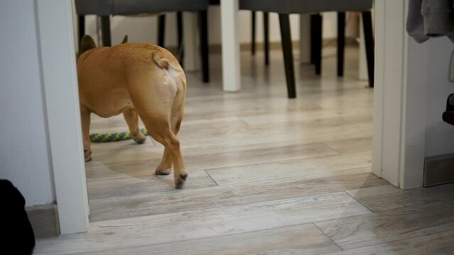 French Bulldog walking indoor at an apartment, domestic family pet