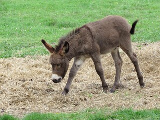 Fototapeta premium cute baby donkey in the meadow