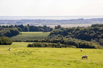 sheep grazing on the hill in Arundel Park with Hiorne&rsquo;s Tower in the background