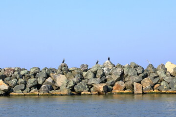 European Cormorant in the Danube Delta