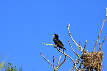 European Cormorant in the Danube Delta