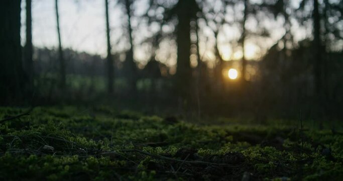 Cinematic shot of a sun set in the middle of a forest. Camera moves slowly forward, moss on the ground in focus. Soil backlit by the sun.