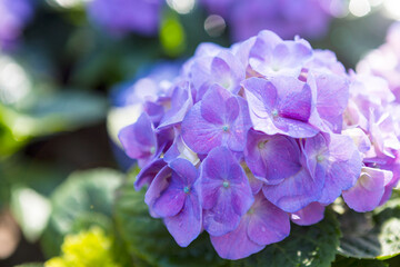 Closeup fresh purple Hydrangea flower over blurred background, morning day light, nature background, spring and summer garden