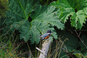 Kingfisher on the Rio Chepu, Chiloe, Chile