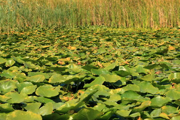 Little Yellow Waterlily in Danube Delta