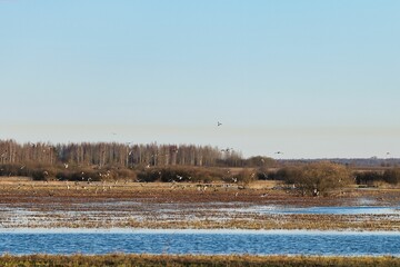 Spring flight of gesse and ducks to nesting sites
