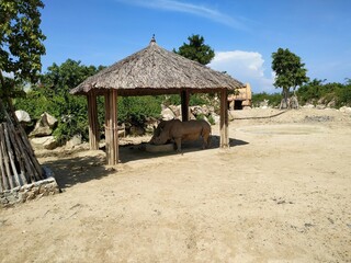 Fototapeta na wymiar Rinoceros under the shelter in the zoo