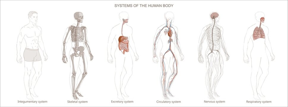 The illustration Human Body Systems: Circulatory, Skeletal, Nervous, Digestive systems. Full-length isolated image diagram of man male vector.