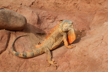 Photo portrait of an iguana in close-up. Herbivorous lizard