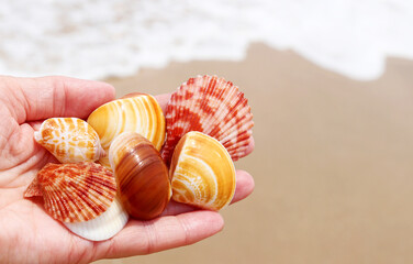 beautiful sea shells in your hand