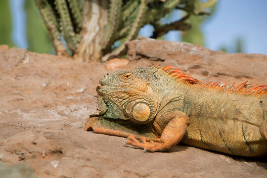 Photo portrait of an iguana in close-up. Herbivorous lizard