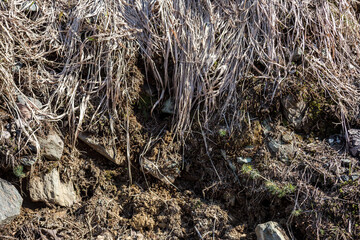 Textur Waldboden, Steine, Schilff