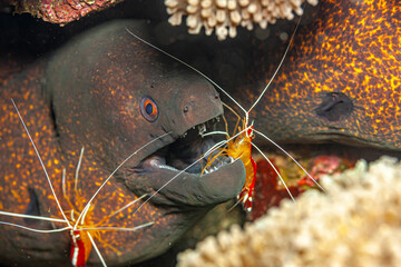 narchias seychellensis is a moray eel