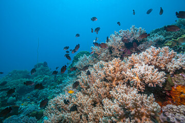 Fototapeta na wymiar Caribbean coral garden, North Sulawesi