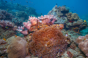 Caribbean coral garden, North Sulawesi