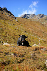 Cow resting in the mountain in the summer