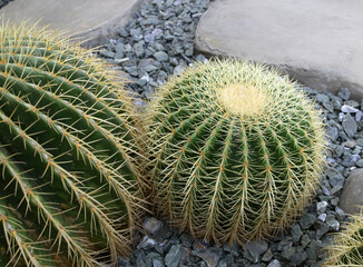 Echinocactus grusonii or Golden barrel cactus is a kind of popular cactus used to decorate the garden.