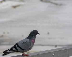 A gray pigeon on a metal railing of a bridge over a frozen river oxbow lake. Warm early spring day.