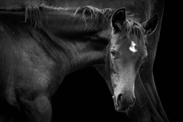 Close-up of beautiful foal with mare isolated on black background