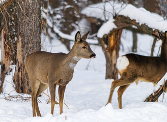  roe deer