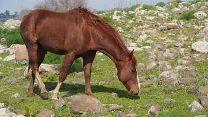Half-wild Bright reddish-brown stallion in the Golan Heights, Israel, Eating Grass