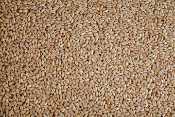Agricultural wheat grains texture, top view