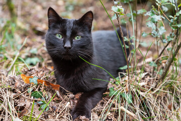 Portrait black cat lying in the field 