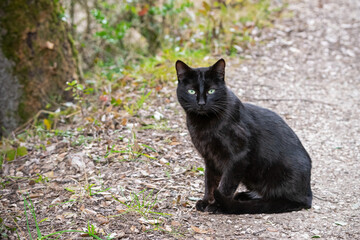 Portrait black cat sitting on the road