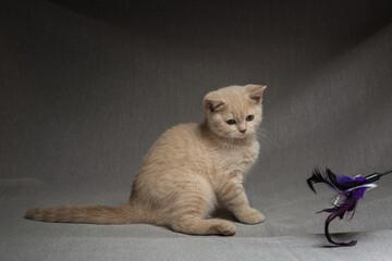 Beautiful thoroughbred British kitten in the studio on a gray background.