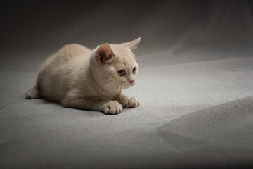 Beautiful thoroughbred British kitten in the studio on a gray background.