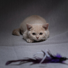 Beautiful thoroughbred British kitten in the studio on a gray background.