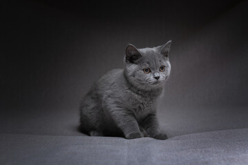Beautiful thoroughbred British kitten in the studio on a gray background.