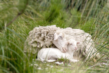 Sheep and baby lamb in the grass, symbol of mother love