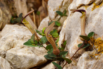 Flowers of endemic birthwort (Aristolochia bianorii), Majorca, Spain