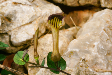 Flower of endemic birthwort (Aristolochia bianorii), Majorca, Spain