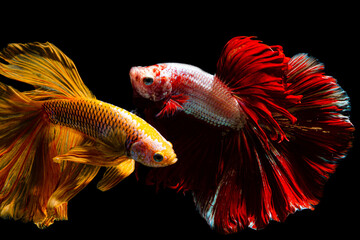 Siamese fighting fish,Close up art movement of Betta fish,Siamese fighting fish isolated on black background 