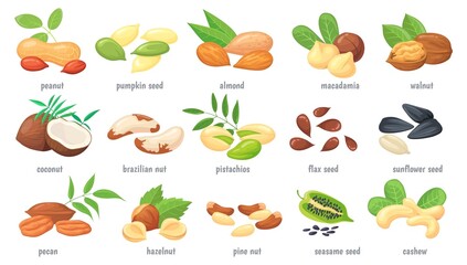 Cartoon nuts and grains. Nut with shell, nutrient seed almond chestnut walnut cashew, grain peanut, seeds or kernel hazelnut, different plant superfood, neat vector illustration