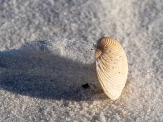Shell and sand
