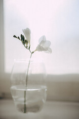 white flower in a glass