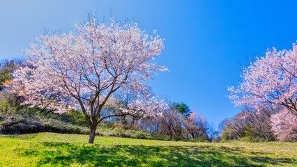 公園に咲く桜の花、ソメイヨシノ