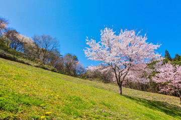 Naklejka na ściany i meble 公園に咲く桜の花、ソメイヨシノ