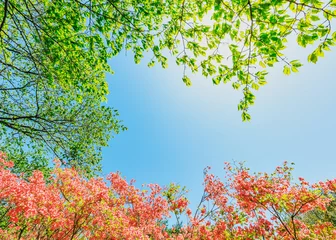Rolgordijnen ツツジの花と桜の新緑 © taiyosun