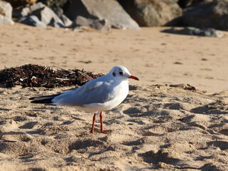 Fototapeta premium Une mouette
