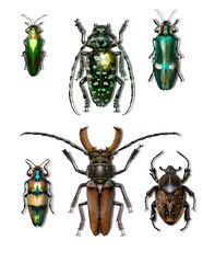 bug isolated on white