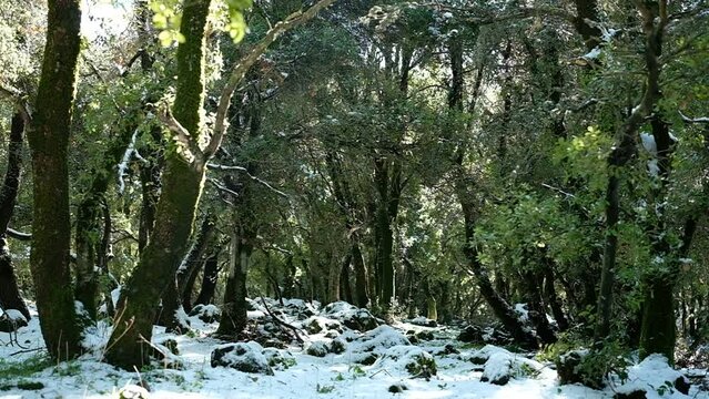A sunny afternoon at the natural forest, slowly melting the snow from the trees, dripping on the fresh cover that has painted the woods white. a slow motion video clip, Golan heights, Israel.