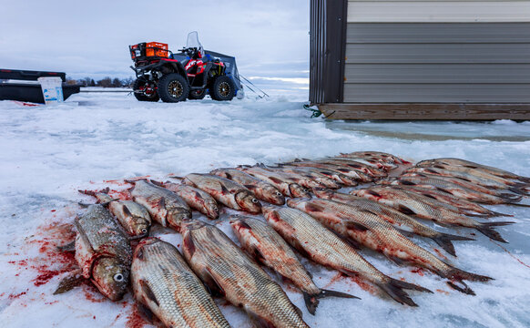 Great Lakes Whitefish Ice fishing 