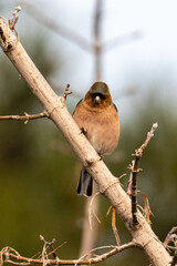 Common Chaffinch perched on a tree branch