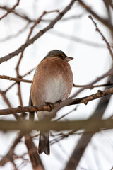 Common Chaffinch perched on a tree branch