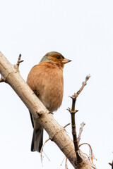 Common Chaffinch perched on a tree branch
