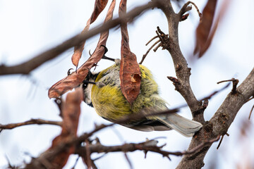 Eurasian Blue Tit perched on a tree branch